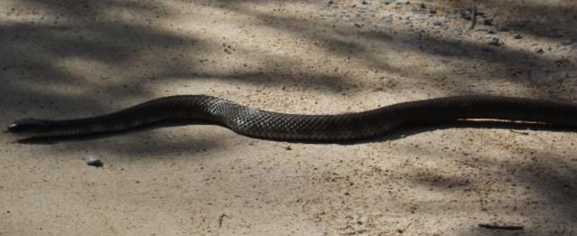 A genuine Ozzy brown snake